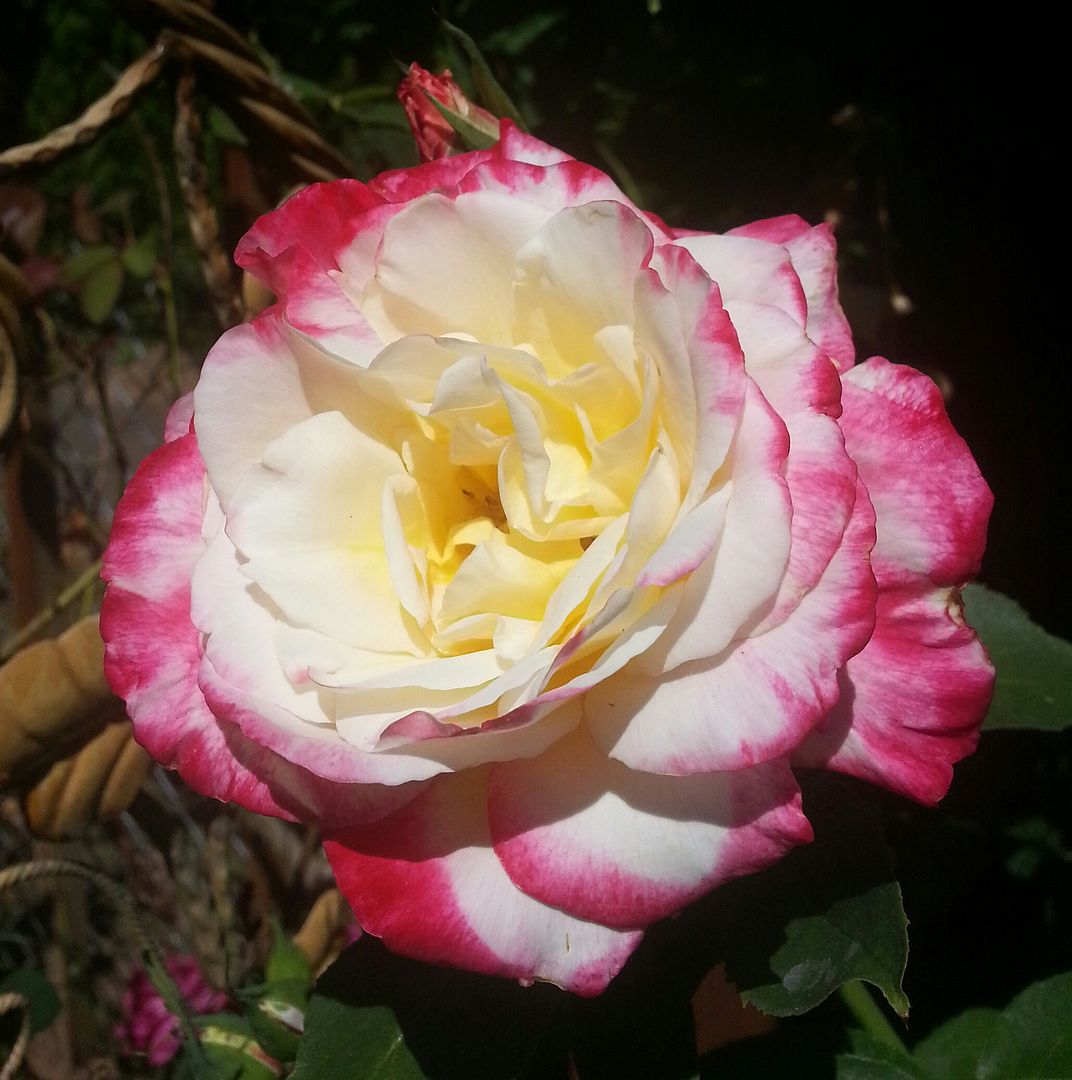  photo 20140809_141421-1_zps33nvc3ql.jpg